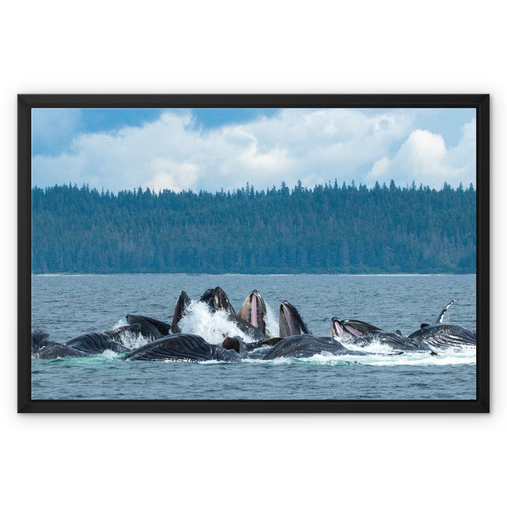 Humpback whales bubblenet feeding XVIII - Framed Canvas