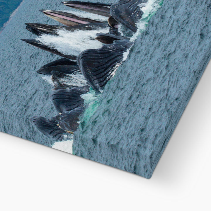 Humpback whales bubblenet feeding XVIII - Canvas