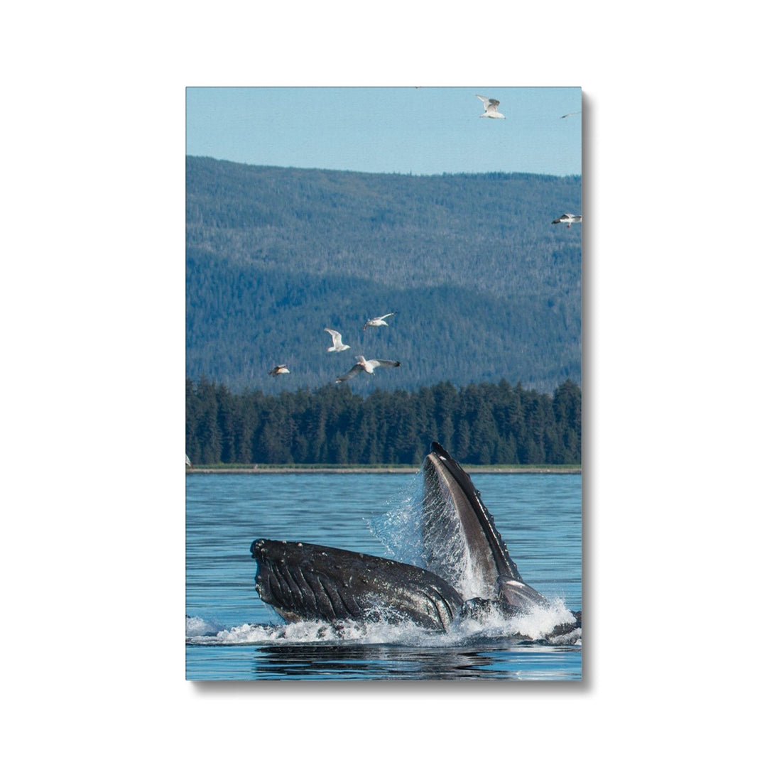 Humpback whales bubblenet feeding VI - Canvas
