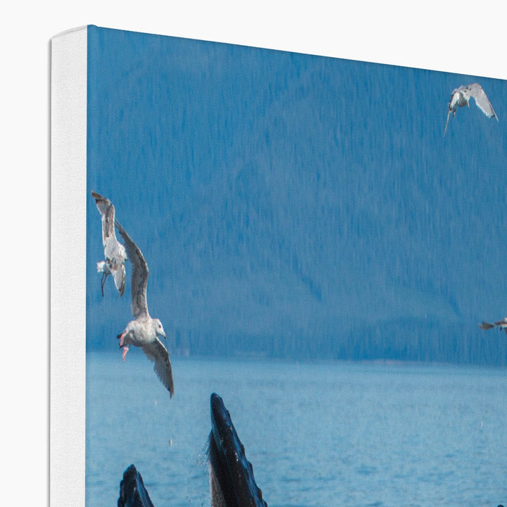 Buckelwale beim Fressen mit Blasennetzen III – Leinwand
