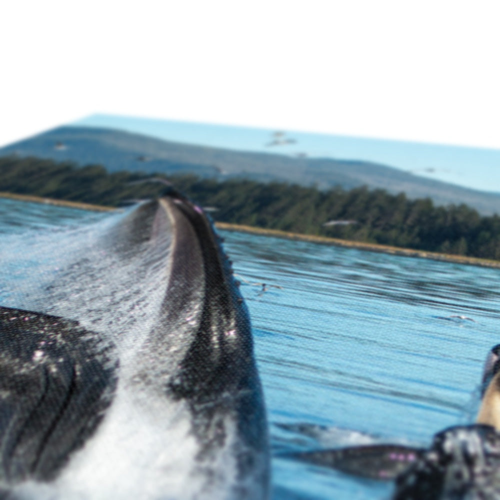 Humpback whales bubblenet feeding XII - Canvas