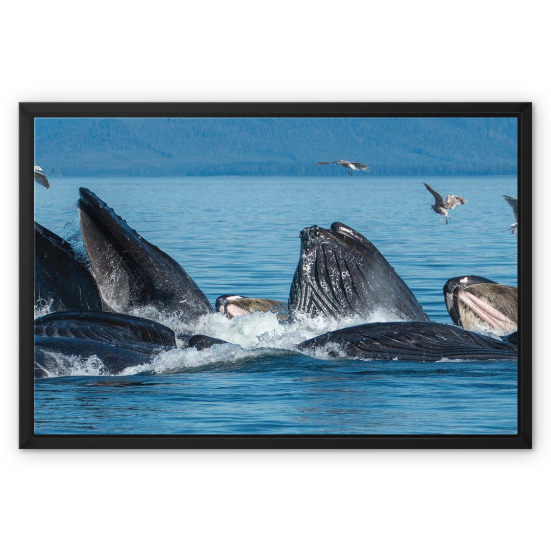 Humpback whales bubblenet feeding III - Framed Canvas