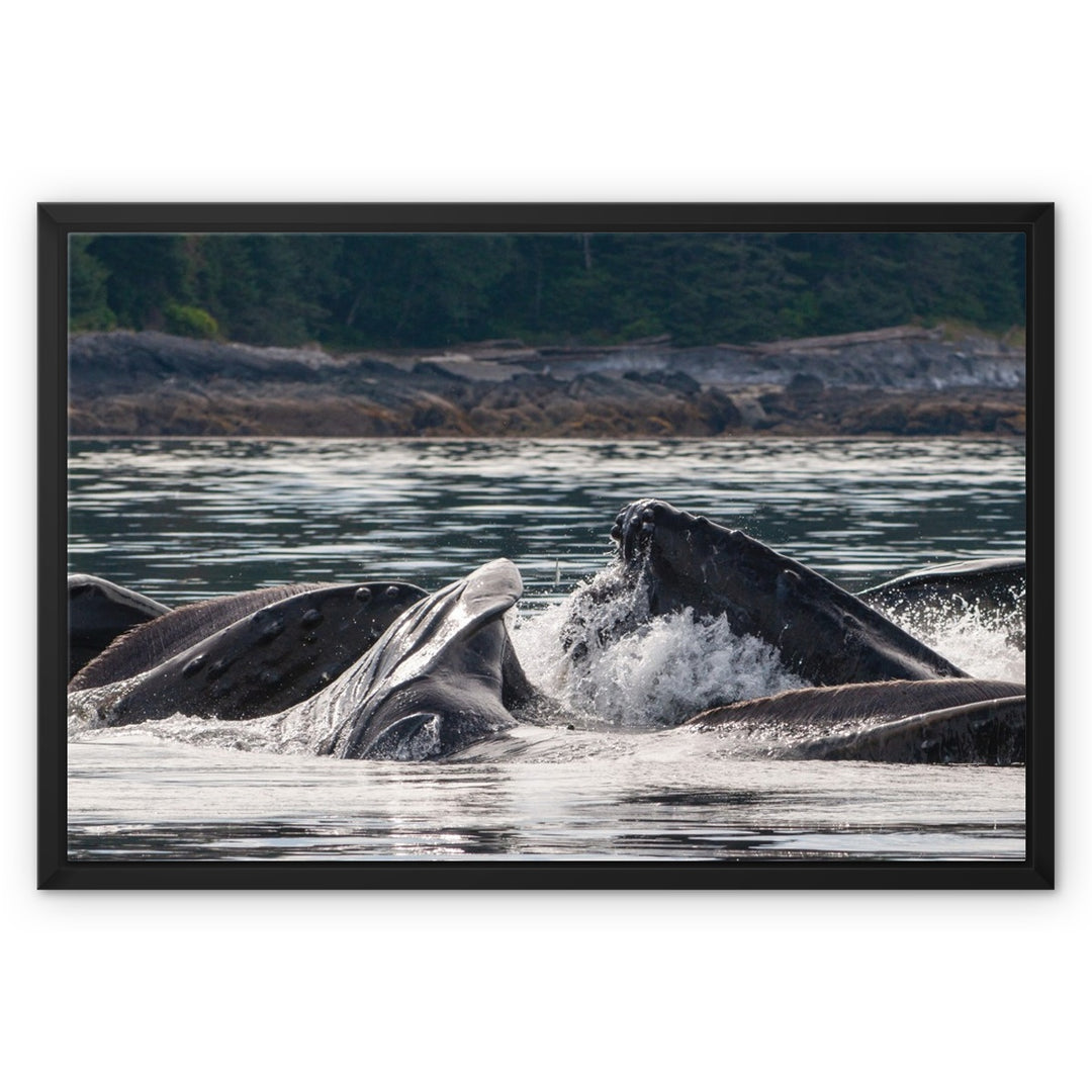Humpback whales bubblenet feeding XV - Framed Canvas