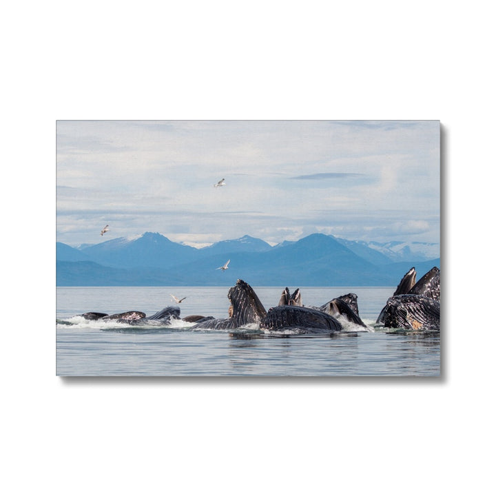 Humpback whales bubblenet feeding XVII - Canvas