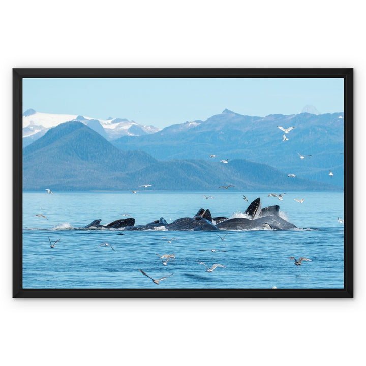 Humpback whales bubblenet feeding IV - Framed Canvas