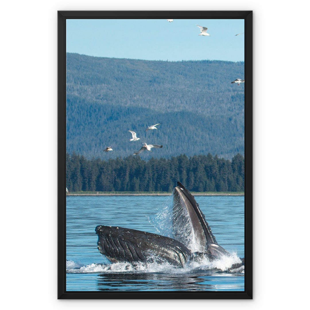 Humpback whales bubblenet feeding VI - Framed Canvas