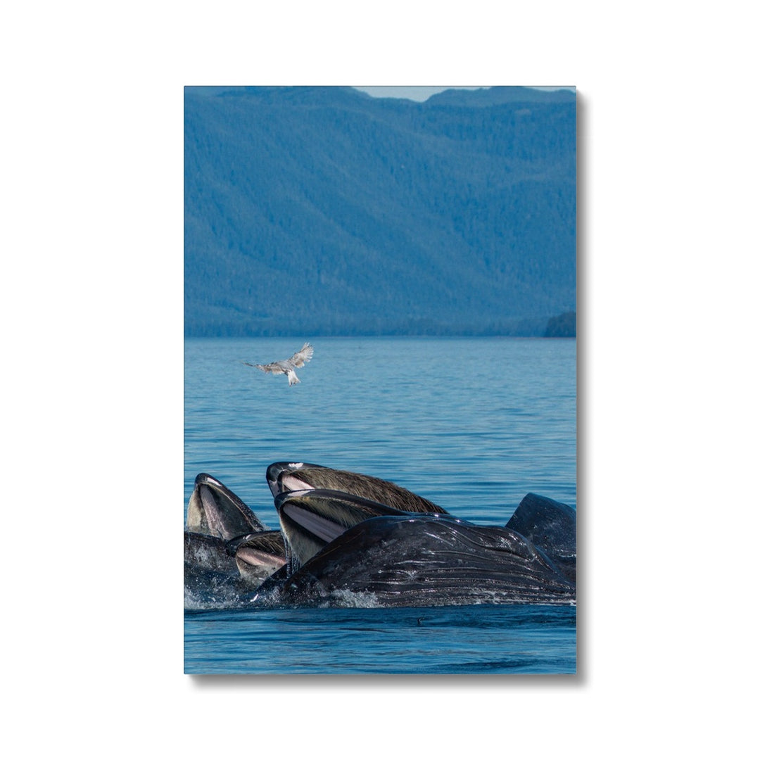 Humpback whales bubblenet feeding I - Canvas