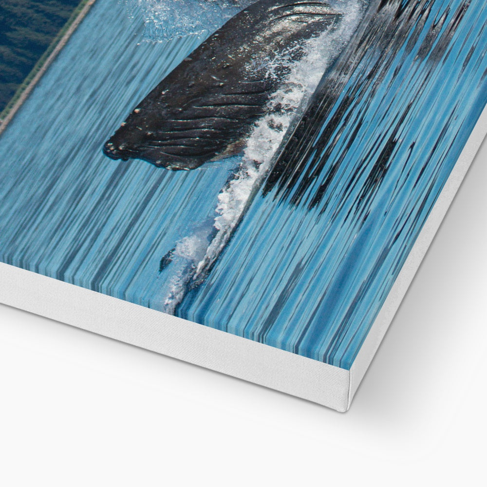 Humpback whales bubblenet feeding VI - Canvas