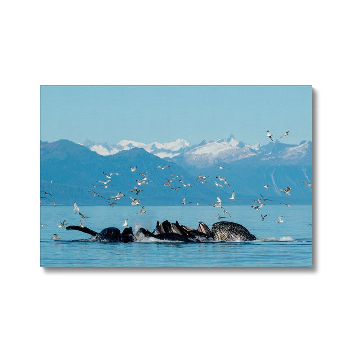 Humpback whales bubblenet feeding VIII - Canvas