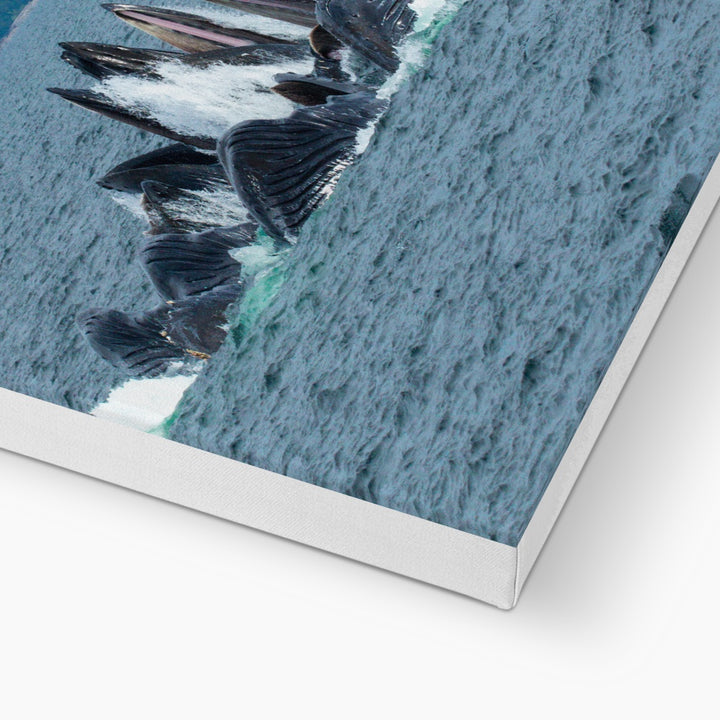 Humpback whales bubblenet feeding XVIII - Canvas