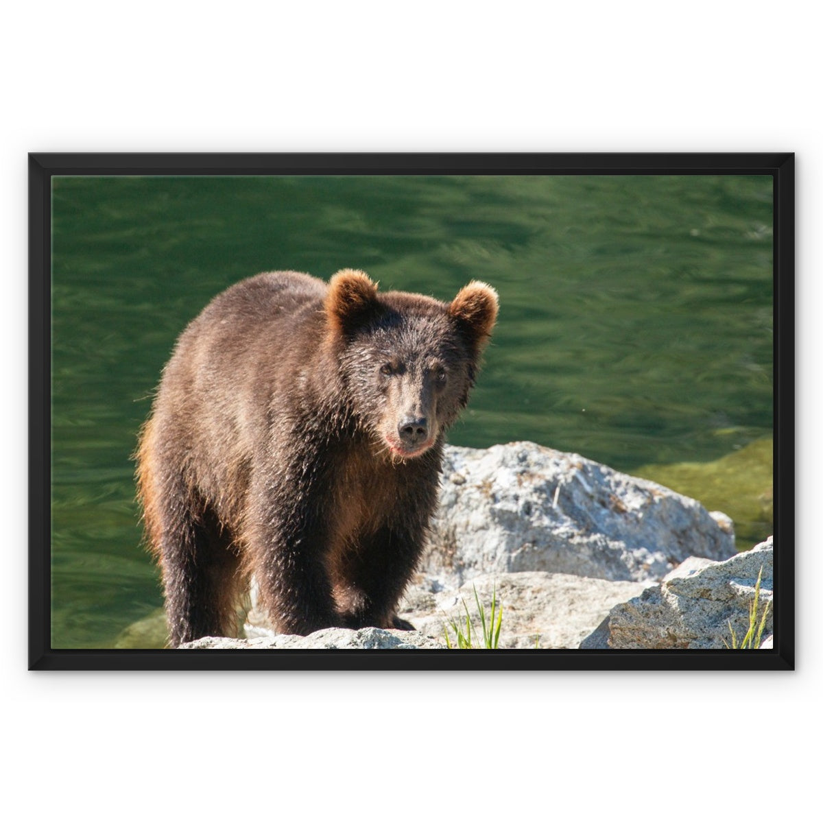 After lunch - Framed Canvas – Grasshopper Geography