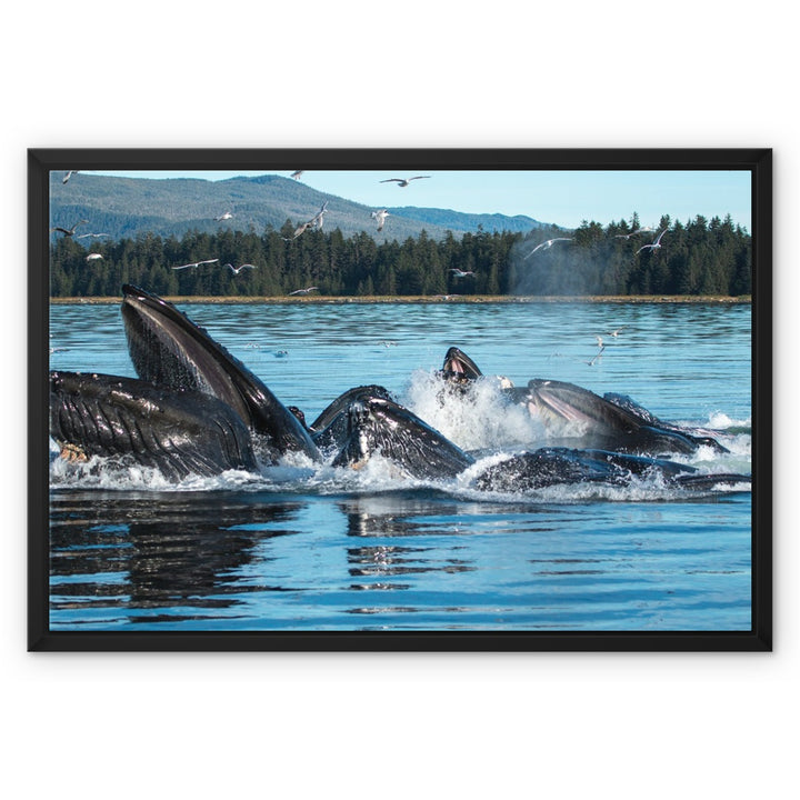 Humpback whales bubblenet feeding XIII - Framed Canvas