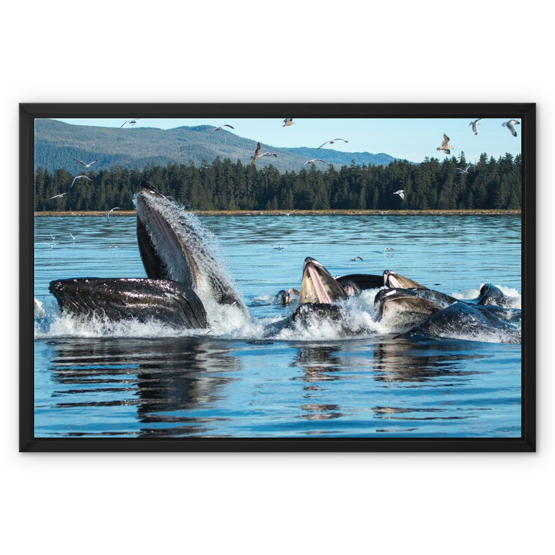 Humpback whales bubblenet feeding XI - Framed Canvas