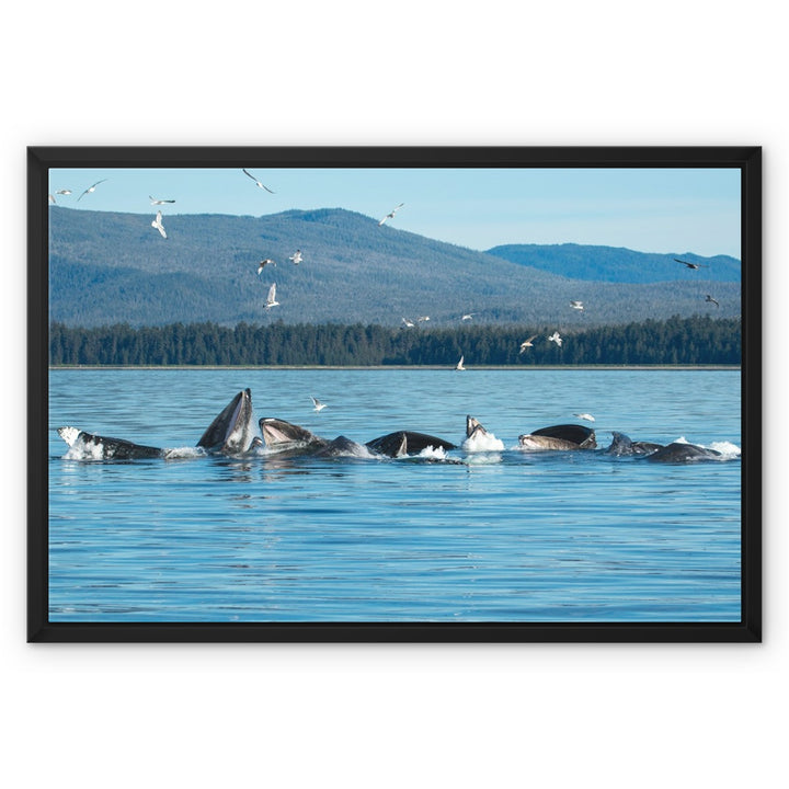 Humpback whales bubblenet feeding V - Framed Canvas