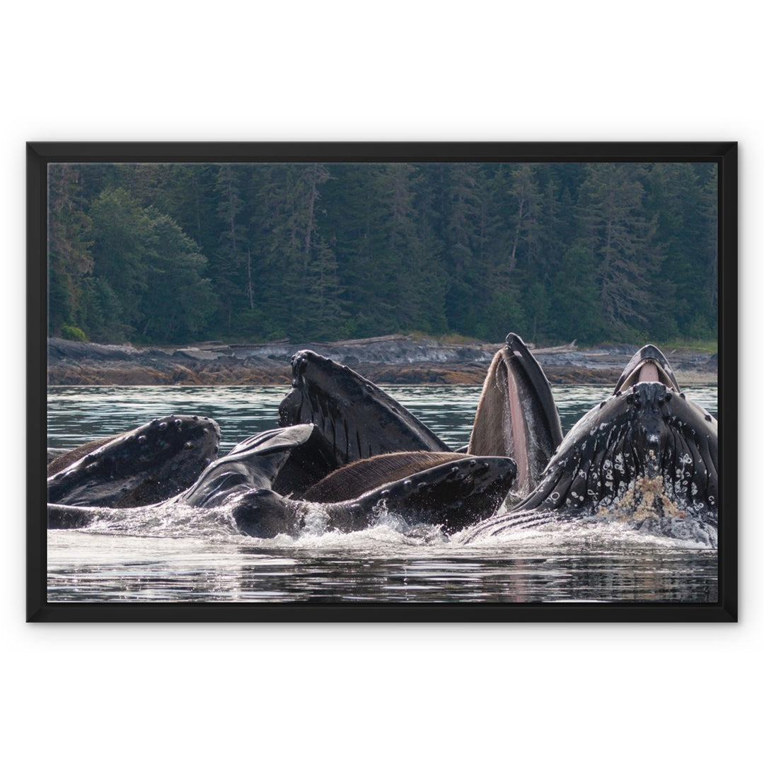 Humpback whales bubblenet feeding XVI - Framed Canvas