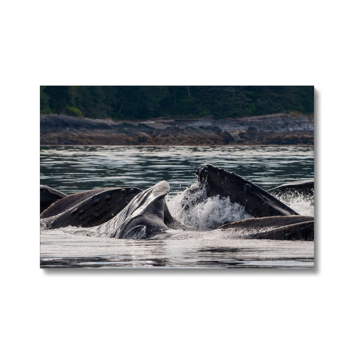 Humpback whales bubblenet feeding XV - Canvas