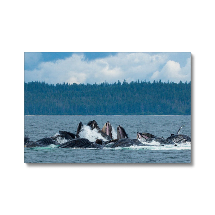 Humpback whales bubblenet feeding XVIII - Canvas