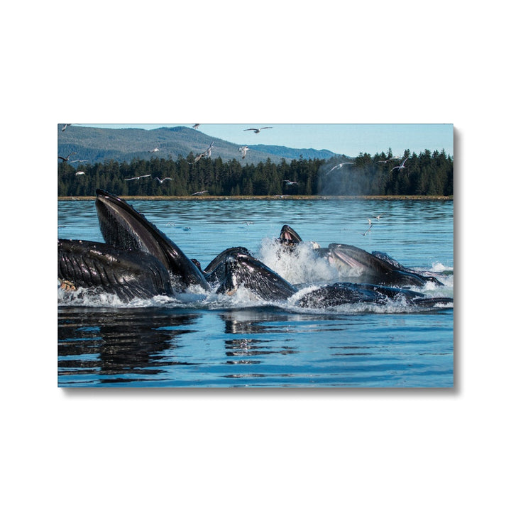 Humpback whales bubblenet feeding XIII - Canvas